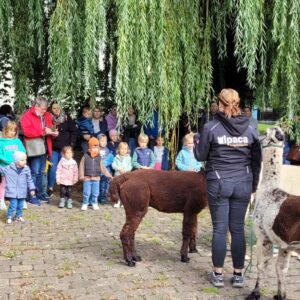 Alpakas bei uns zu Besuch im Vereinsgarten